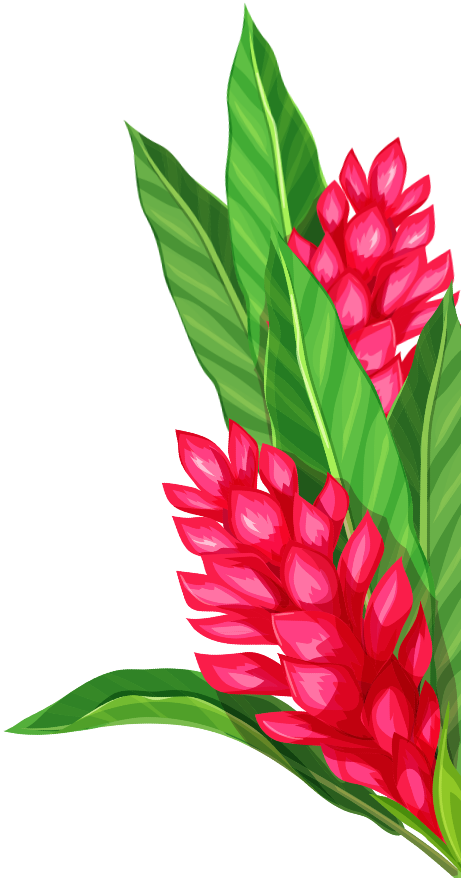 Illustration of red ginger flowers with green leaves on a white background